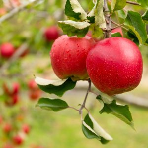 Jabloň domáca (Malus domestica) ´DELIKATES´ - jesenná, výška 140-160 cm, voľnokorenná 